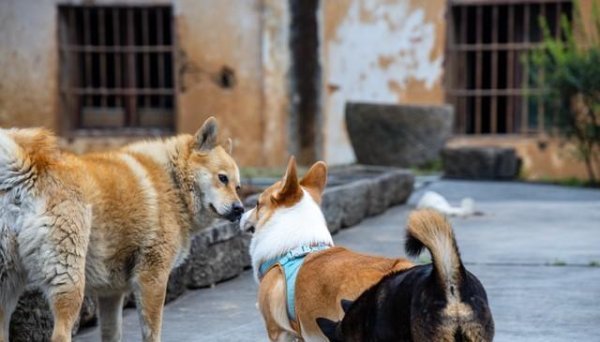 优配资 “通人性”的 4 种狗，好好珍惜，它会对你忠诚的