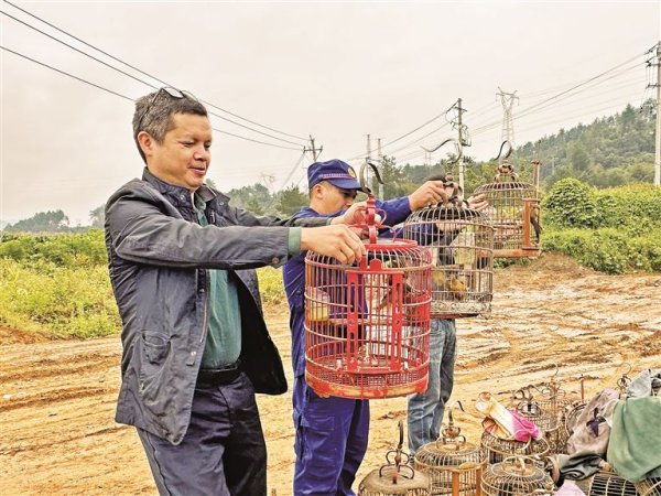 富邦优配 11只画眉鸟重归自然