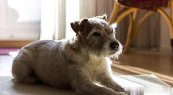 广发E配 它知道自己要走了吗？狗狗等待主人归来的最后时刻